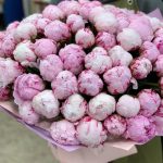 Огромный букет пионов Сара Бернар 101 шт